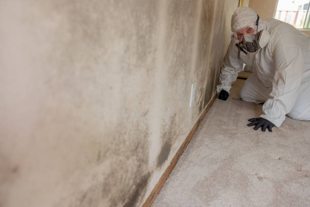 Best Asbestos and Lead Testing During Mold Inspection  in USA